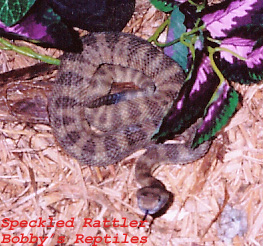 My Male Speckled Rattler 5 copy.jpg [79 Kb]